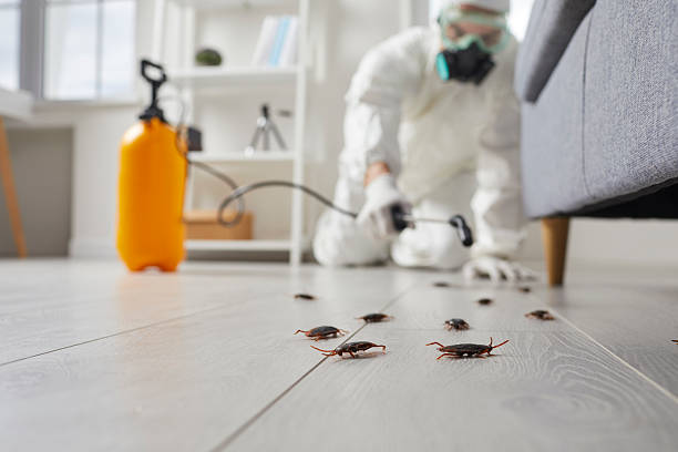 Commercial Kitchen Cockroach Control in La Cresta